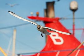 Vögel | Lachmöwe - Insel Texel von Servan Ott