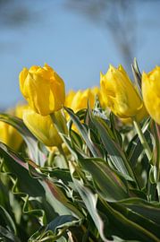 Yellow Tulip , Bellona Design by Jeffry Clemens