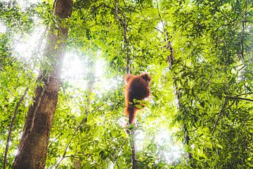 Orang-outan dans la jungle sur Stijn van Straalen