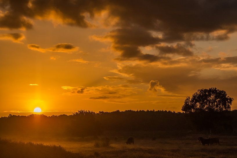 Zonsopkomst van Carla Eekels