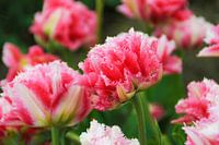 Roze Tulpen.