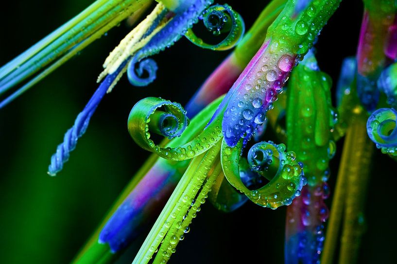 Blau und Lila 1 von Colors of the Jungle by Simon Kuyvenhoven