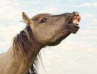 Konikpaard
