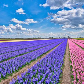 Colourful bulb field with blooming hyacinths by eric van der eijk