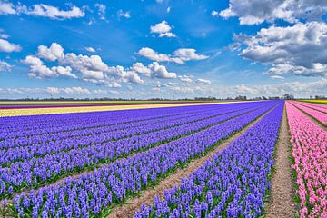 Colourful bulb field with blooming hyacinths