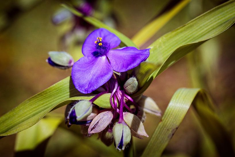 One-day flower by Rob Boon
