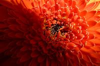 Gerbera