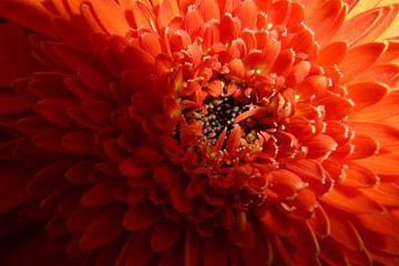 Gerbera von Marloes Alink