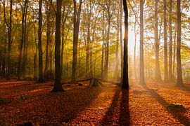 Zonneschijn by Celine