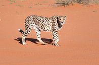 Cheetah in de Kalahari van Felix Sedney thumbnail