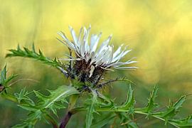 Silberdistel von Wiltrud Schwantz