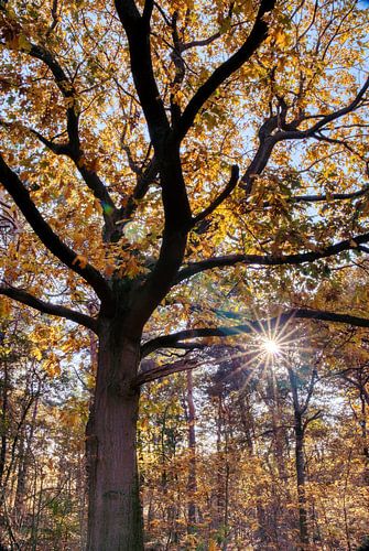 Herfstzon door bladerdek