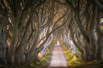De Dark Hedges rond zonsondergang