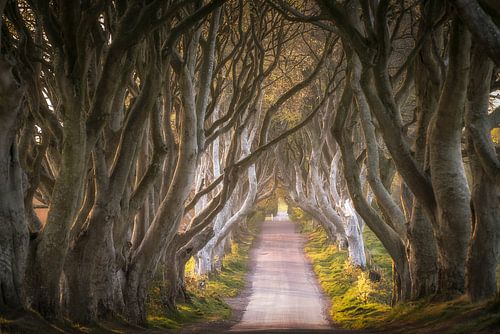 The Dark Hedges by Roelof Nijholt