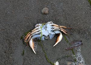 Un crabe sur la plage