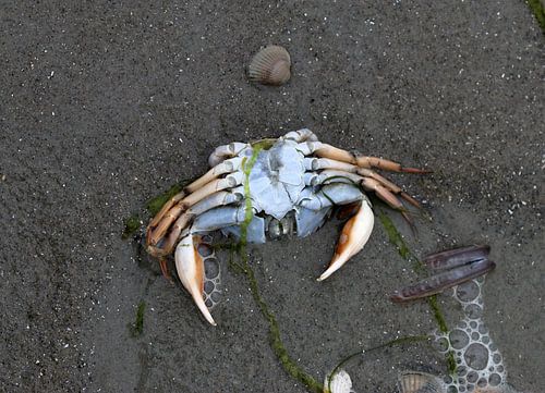 Een krab op het strand
