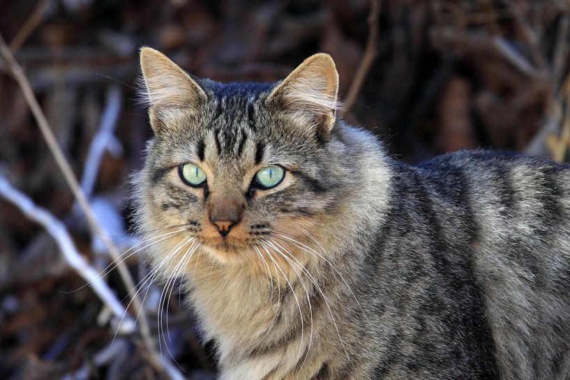 Klein tijgertje by Jolanta Mayerberg