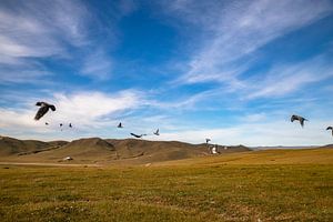 Mongolië van Valerie Tintel