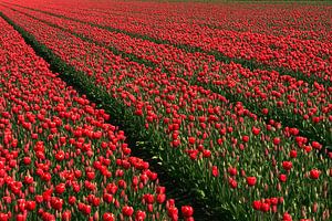 Tulpenveld