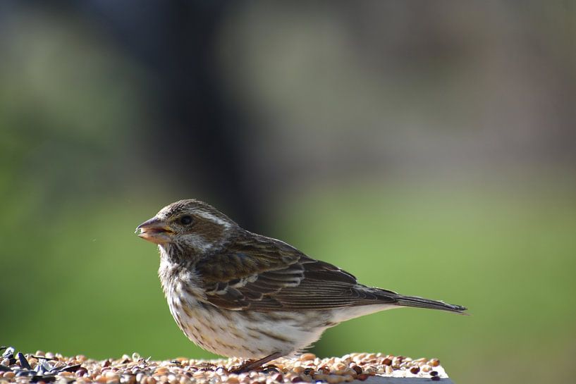 Ein Vogel, der sich am Futterhäuschen im Garten streitet von Claude Laprise
