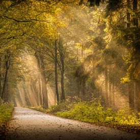 Wunderschöne Sonnenharfen in einem nebligen Asserwald von Robin Giesen