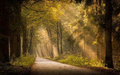 De magnifiques harpies du soleil dans une forêt d'Asser brumeuse. sur Robin Giesen