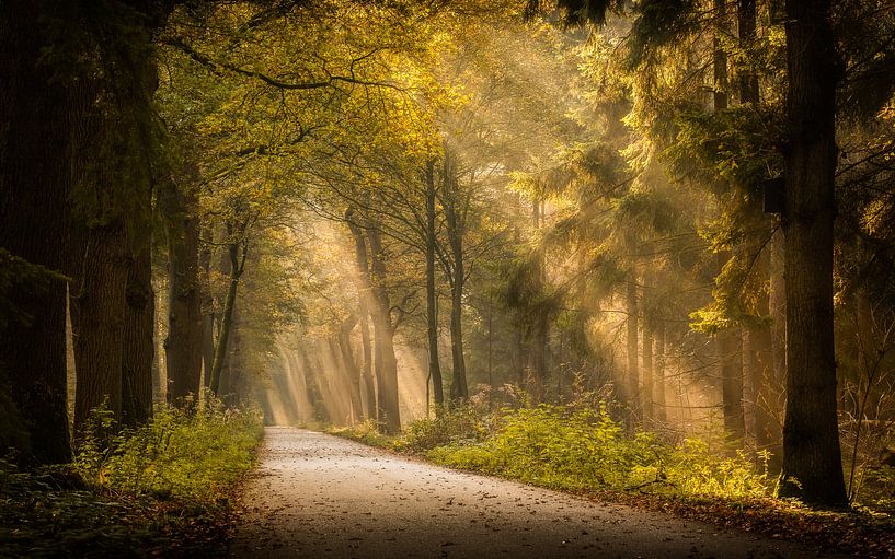 Gorgeous sun harps in a misty Asser forest by Robin Giesen