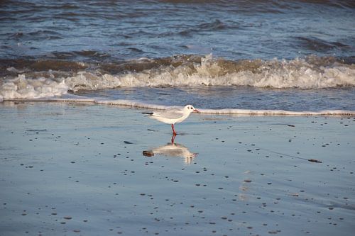 Möwe 1
