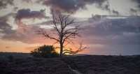 zonsopkomst op de Posbank