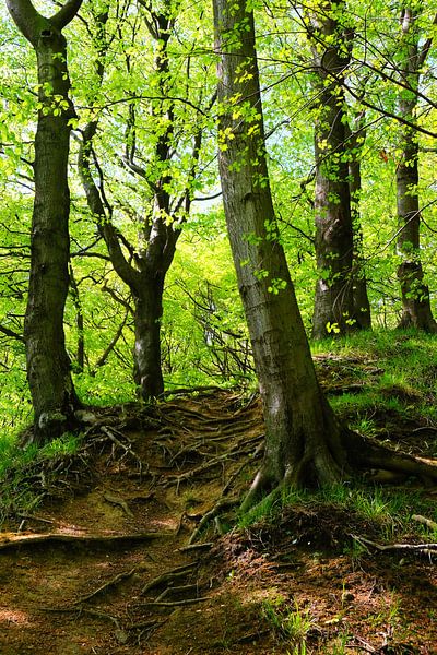 Forest by Ostsee Bilder