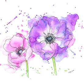 Anemone flowers in pink and purple by Karen Kaspar