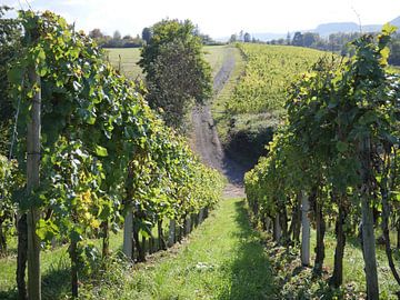 View among the vines in Luxembourg by Judith van Wijk