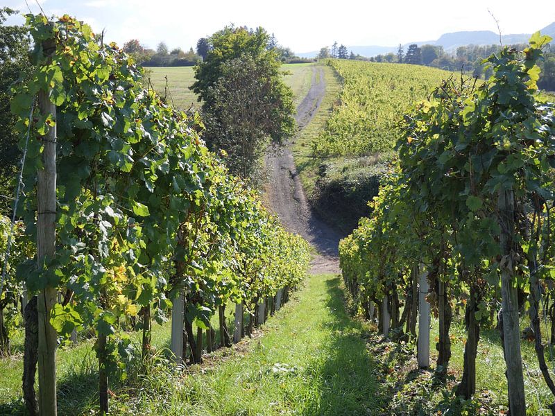 Vue parmi les vignes au Luxembourg par Judith van Wijk