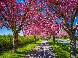 Japanese cherry blossoms in Magdeburg by t.ART