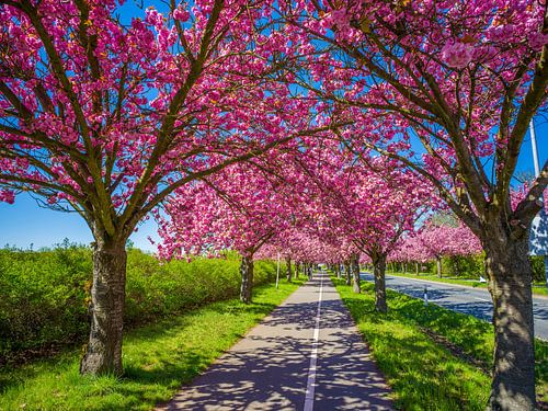 Japanese cherry blossoms in Magdeburg