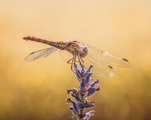 heide libelle op lavendel