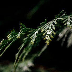 Druppel op Blad in Groen Zwart van Inez Nina Aarts