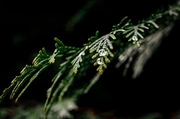 Druppel op Blad in Groen Zwart van Inez Nina Aarts