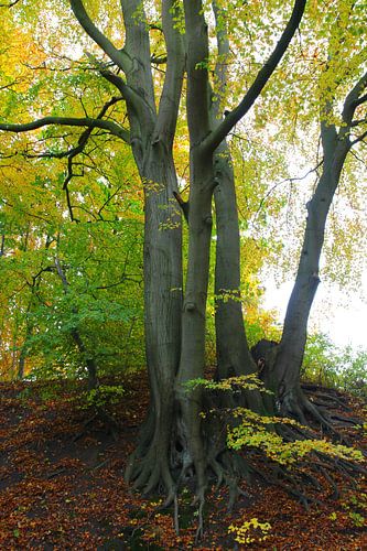 Fall