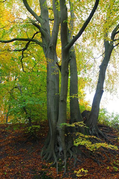 Fall by Ostsee Bilder