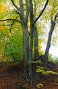 Fall by Ostsee Bilder thumbnail
