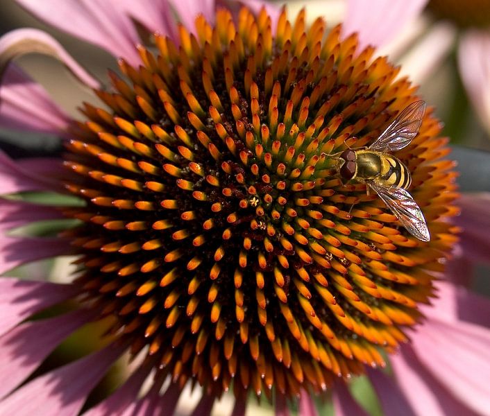 Chapeau soleil par ARTDesign-Fotografie