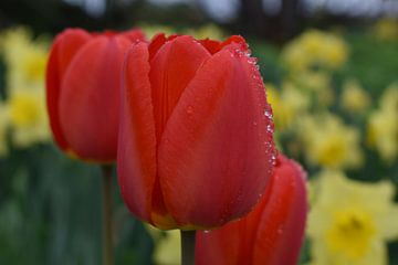 Les premières tulipes au jardin sur Claude Laprise
