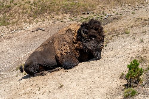 Bizon in Yellowstone National Park, USA