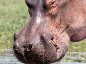 Portret Nijlpaard van Karin vd Waal thumbnail