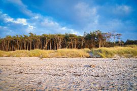 Bäume am Strand der Ostsee. Kleiner Wald von Martin Köbsch