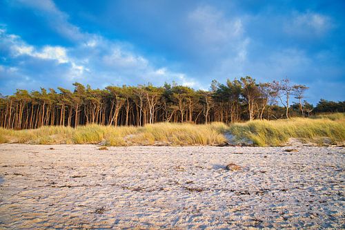 Bomen op het strand van de Baltische Zee. Klein bos