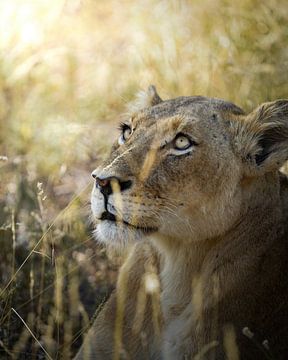 Lion in Africa by Tom Zwerver