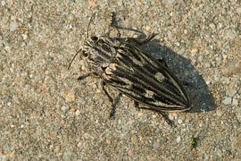 Coccinelle sur Karin Jähne