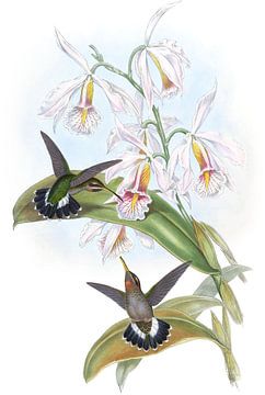 Fraser's Hermit, John Gould van Hummingbirds